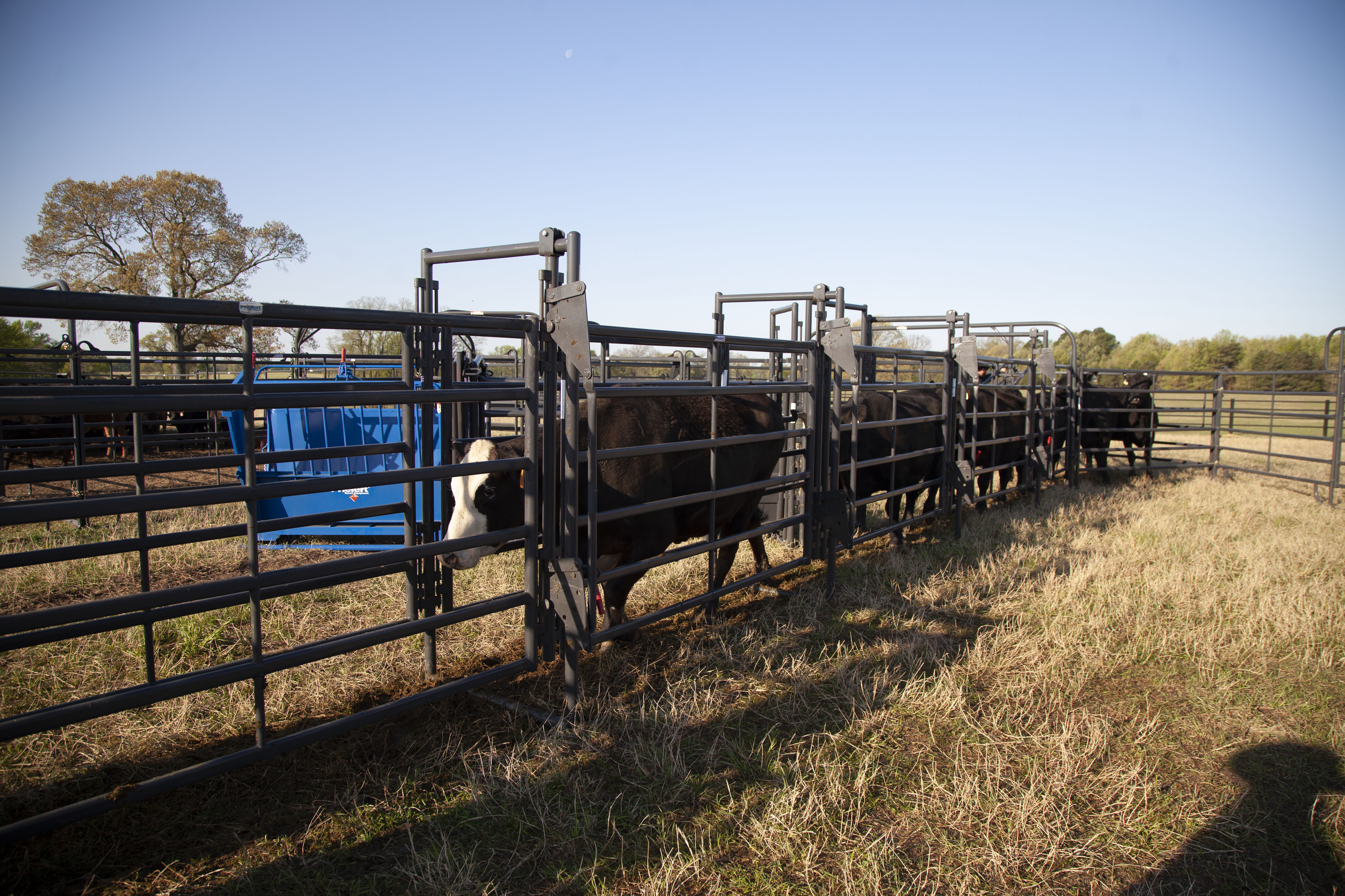 Premier System Adjustable Alley 31.jpg